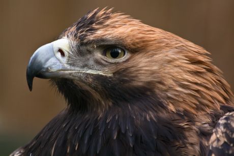 Orao krstaš, Aquila heliaca