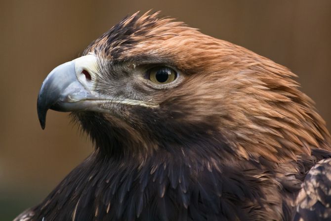Orao krstaš, Aquila heliaca Orao krstaš, Aquila heliaca