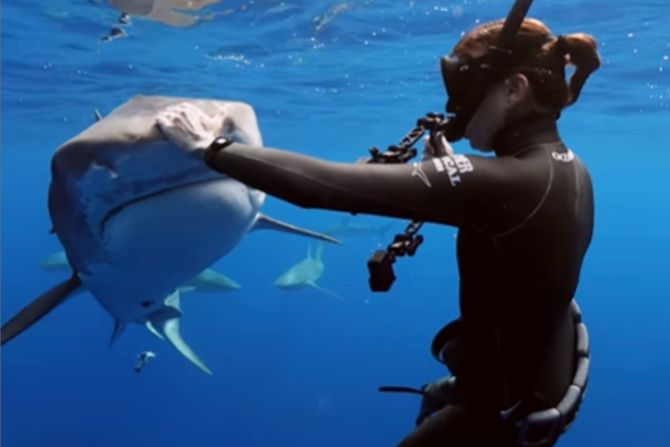 ajkula, andrijana ajkula, andrijana