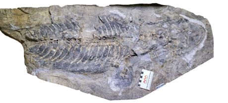 Arenaerpeton, fosil Arenaerpeton, fosil