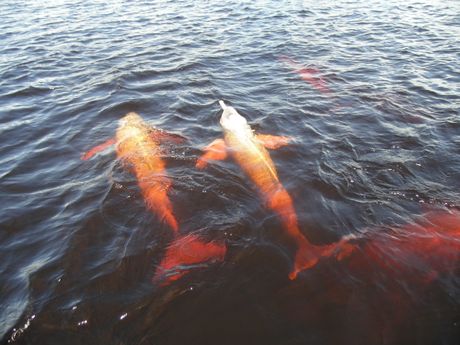 amazonski delfin