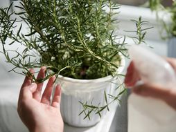 ruzmarin, biljka, ruzmarin biljka, ruzmarin u saksiji