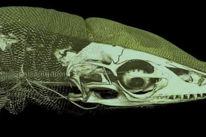 osteoderm