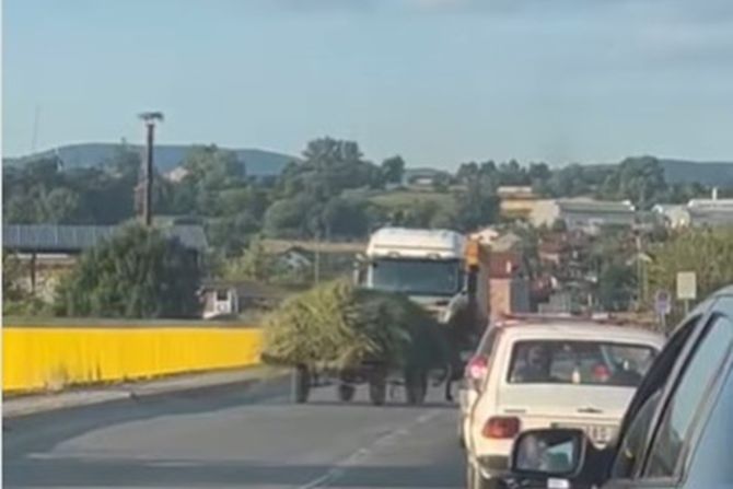 Valjevo, konj, udes Valjevo, konj, udes