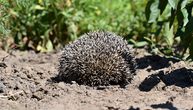 Žena pronašla povređenog ježa: Veterinar se prenerazio kad je shvatio šta je donela u kutiji