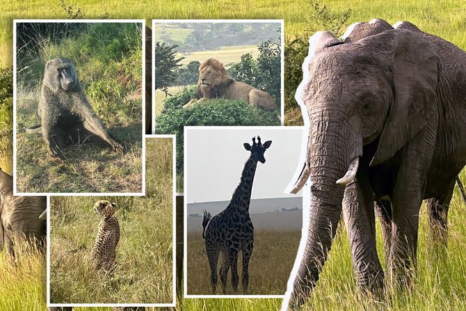 Masai Mara nacionalni park Kenija Afrika rezervat Masai Mara nacionalni park Kenija Afrika rezervat