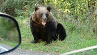 Srbin iz kola baca kruške izgladnelim medvedima, oni se propinju na dve noge: Kao da kažu HVALA (snimak)