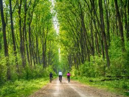 bicikl, biciklizam, Obedska bara, priroda