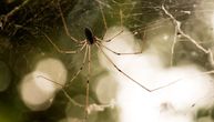 Primećujete da u kući imate više paukova nego ikada? Stručnjaci otkrivaju zašto je tako