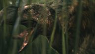 Džinovsku pticu iz pakla ubijao je drugi, još moćniji predator!