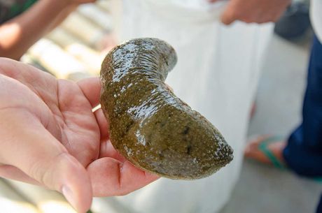 morski krastavac Holothuria scabra morski krastavac Holothuria scabra