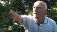 Zoran se vratio u Ivanjicu i posadio stabla sa ovim plodom: Sad ih već IZVOZI u Austriju!
