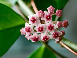 Hoja  Isusova suza cvet