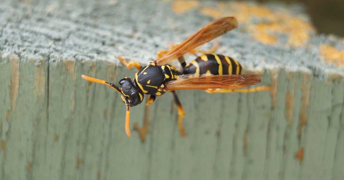 Kako ćete se najbrže rešiti osica: Više mi ne dolaze na terasu, a potrebno vam je samo 3 sastojka
