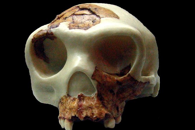 Homo antecessor, rekonstrukcija lobanje Homo antecessor, rekonstrukcija lobanje