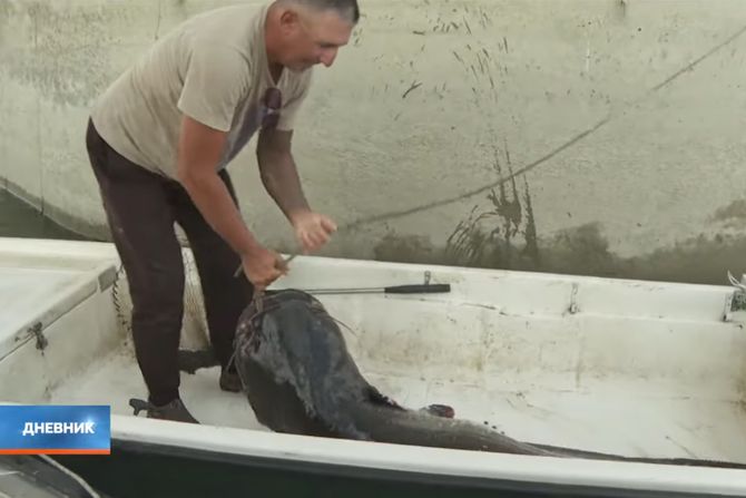 Novosađanin upecao soma od 90 kg Novosađanin upecao soma od 90 kg