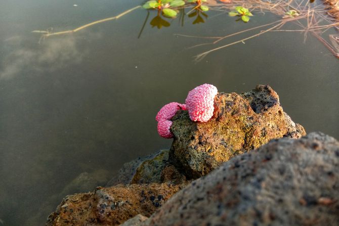 puž, jajašca puž, jajašca