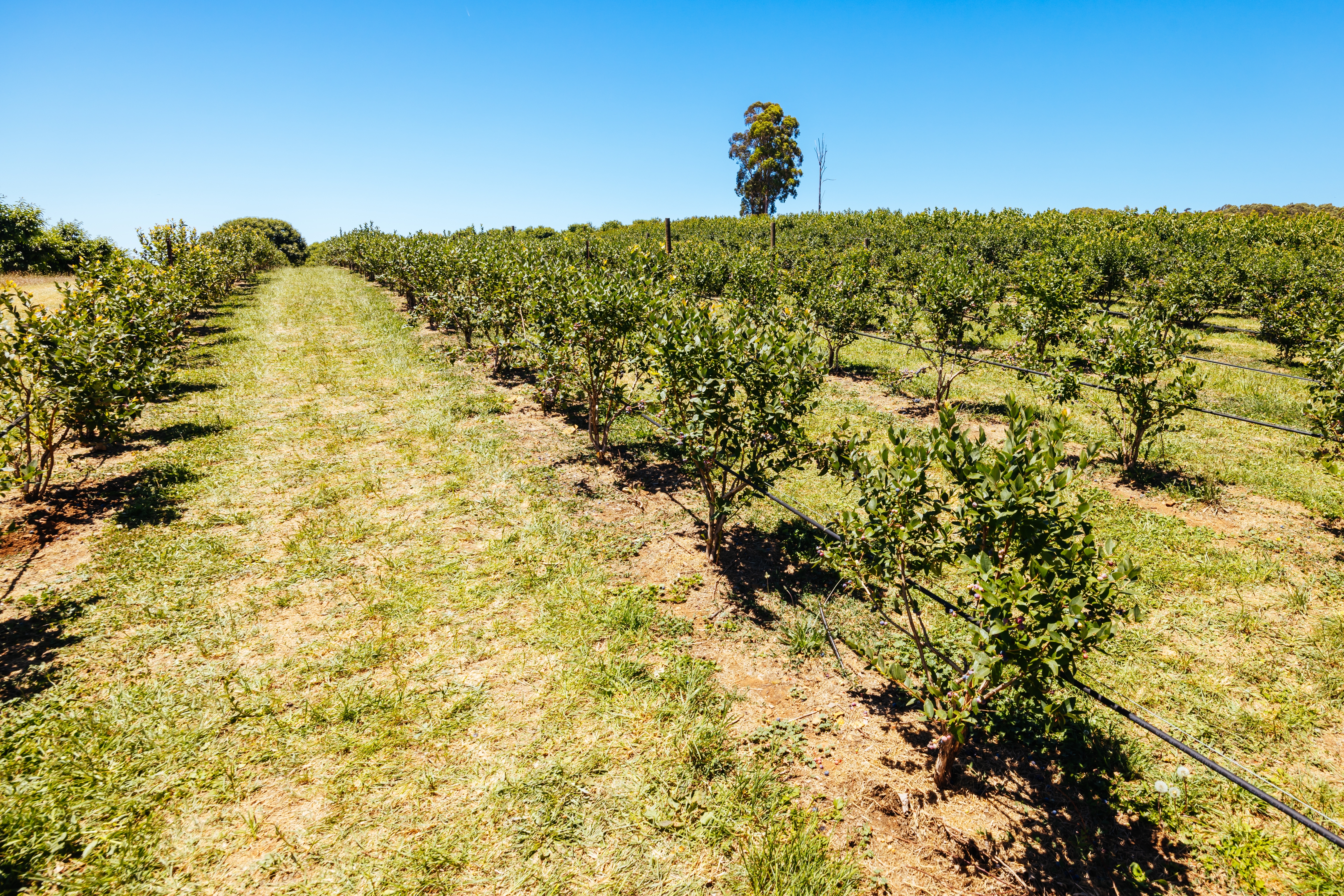 Borko ima naјegzotičniјu baštu u Zapadnoј Srbiјi: Gaji voće za koje sigurno ne znate, komad košta 200 dinara