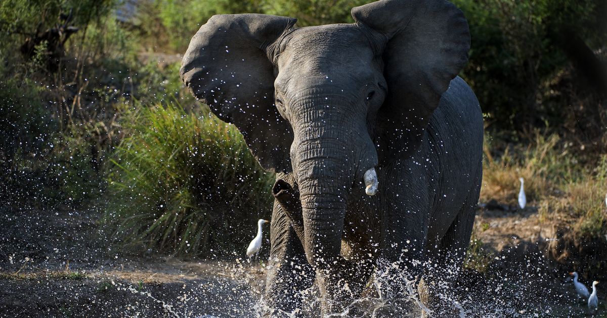 Elephant Kills Balkan Man on Safari! Went for a walk with his wife when the giant emerged from the jungle