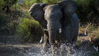 Slon ubio Balkanca na safariju! Krenuo sa ženom u šetnju, kad je džin izleteo iz džungle