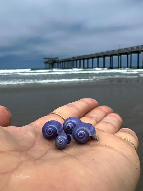 Ljubičasti puž Ljubičasti puž