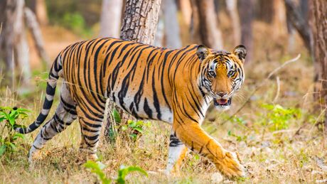 Tigar