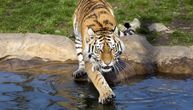 Tigar rastrgao rodu u zoološkom vrtu: Brutalnu scenu posmatrala deca, evo kako su reagovala