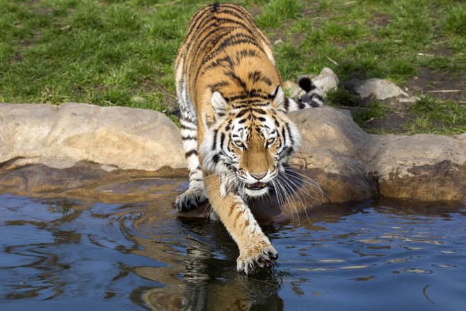tigar tigar