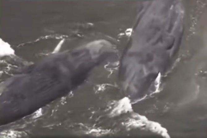 kitovi, japan kitovi, japan