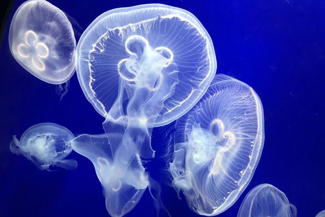 Meduze Meduze