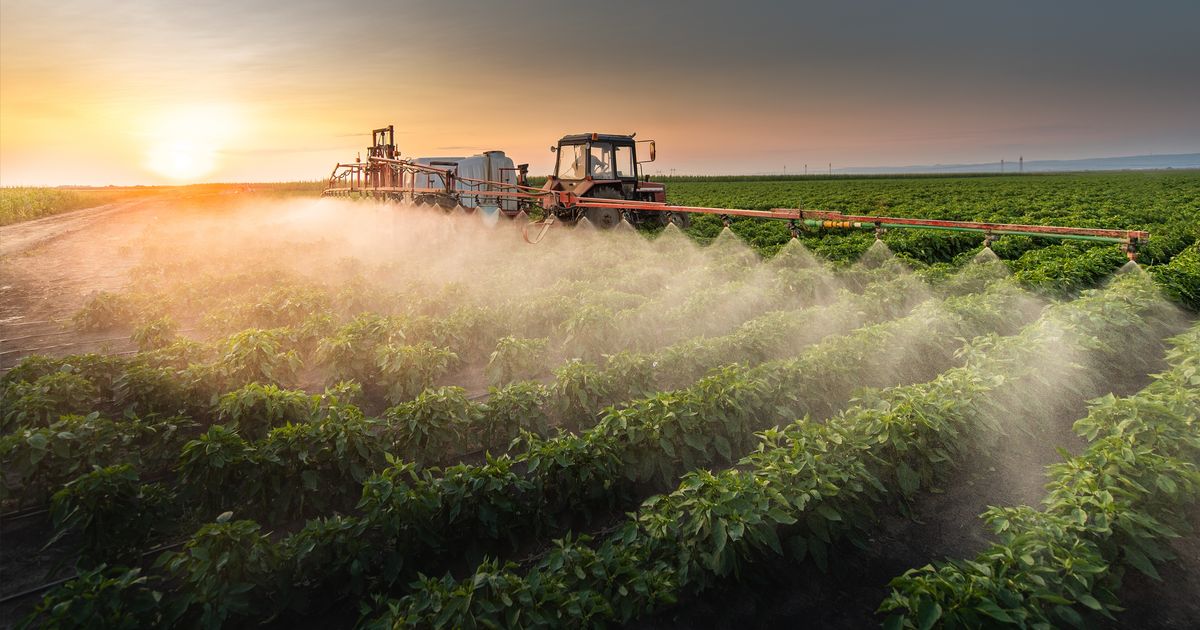 NOVA STUDIJA UPOZORAVA Popularni herbicid ugrožava pčele, naučnici su zabrinuti