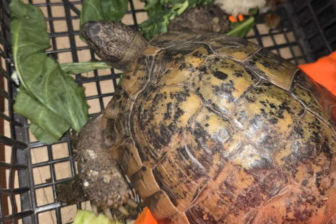 kornjača, carina, kelebija, zaplena kornjača, carina, kelebija, zaplena