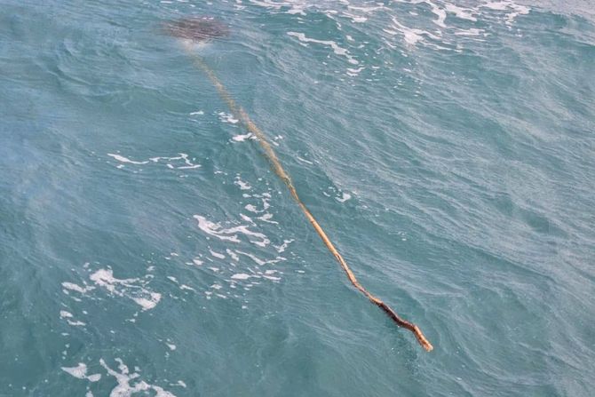 Spasili kornjacu Spasili kornjacu