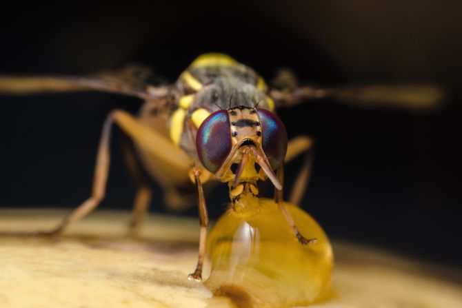 Istočna voćna mušica Bactrocera dorsalis Istočna voćna mušica Bactrocera dorsalis