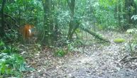 ŠOK U DIVLJINI Naučnici postavili kamere u šumi, pa slučajno snimili retkog ZLATNOG PREDATORA