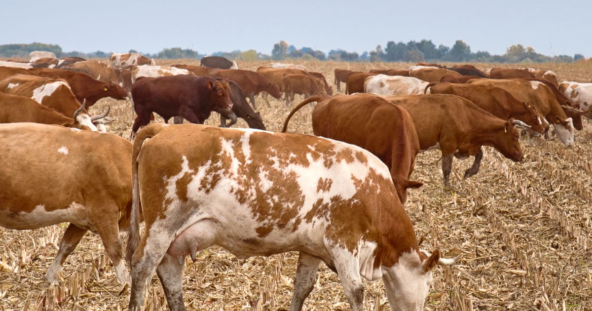 Podsticaji za stočare u 2026: Ministarstvo nudi do 55.000 dinara po kravi, evo ko ima pravo na pomoć