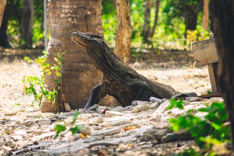 Nacionalni park Komodo, Indonezija, Komodo zmaj, Komodo zmajevi Nacionalni park Komodo, Indonezija, Komodo zmaj, Komodo zmajevi