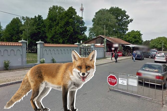 Lisica, Bežanijsko groblje Lisica, Bežanijsko groblje