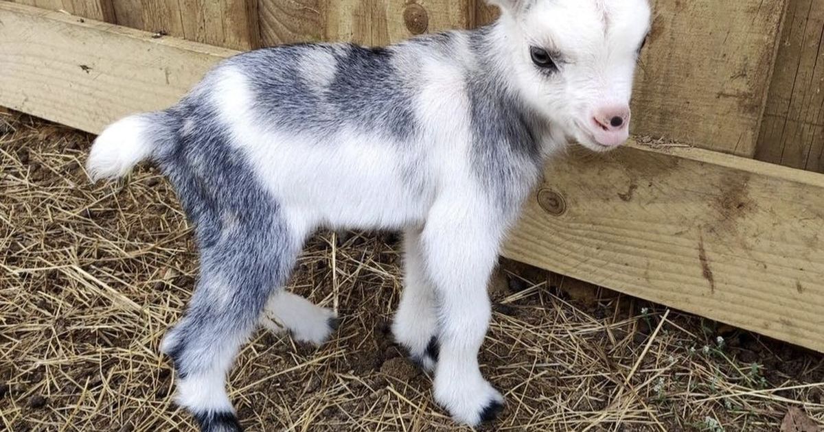 "We will have to feed them with a bottle" Petkovići expected 3-4 goat kids, but the goat Belka surpassed them all