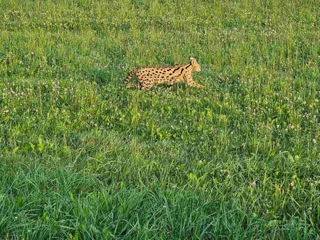 Serval u Sloveniji pobegao iz mini zoo-vrta Serval u Sloveniji pobegao iz mini zoo-vrta