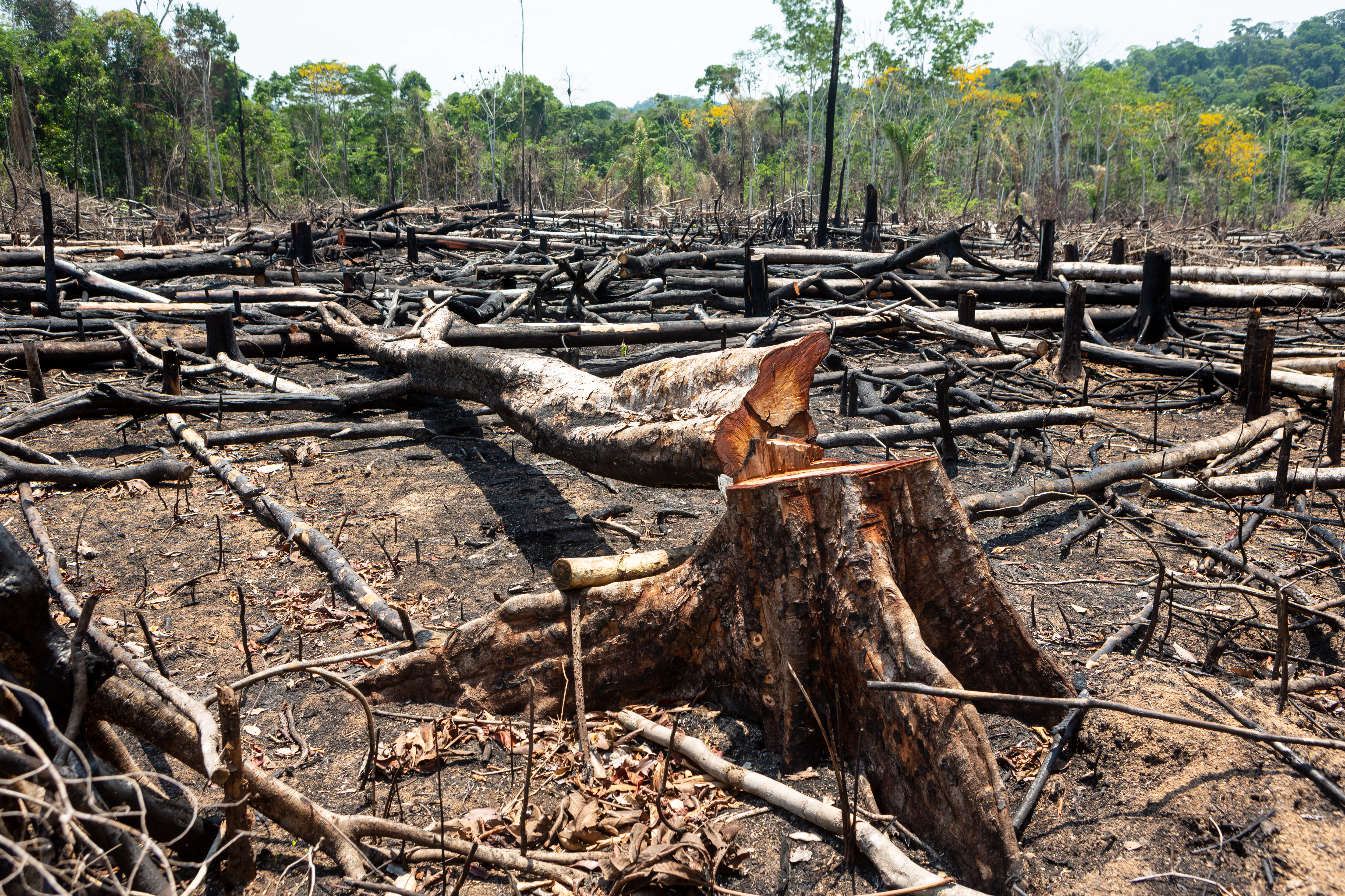 PARADOKS Tramp koji negira klimatske promene uvodi takse Brazilu zbog seče šuma u Amazonu?!