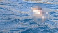 Šta se dešava u Jadranskom moru? Pronađen još jedan MRTAV DELFIN, naložena hitna istraga!