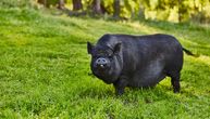 Hrane se žirom i spremaju za najskuplju šunku: Sada su se našle na meti vukova, farmeri su u očaju