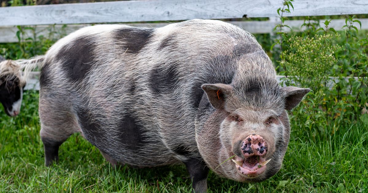 Nikšićani u čudu: Italijanka prošetala "člana porodice", prase iz Vijetnama na povocu
