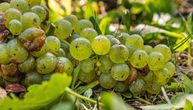 "Sve su nam uništili": Nezapamćena šteta u vinogradima, katastrofa pred berbu