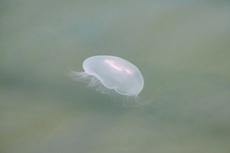 meduza meduza