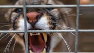 Puma napala 11-godišnju devojčicu ispred kuće: Majka čula vrisku, pa ugledala zastrašujući prizor