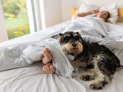 Pas spavanje u krevetu