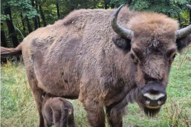 Nacionalni park Fruška gora, bizon Nacionalni park Fruška gora, bizon