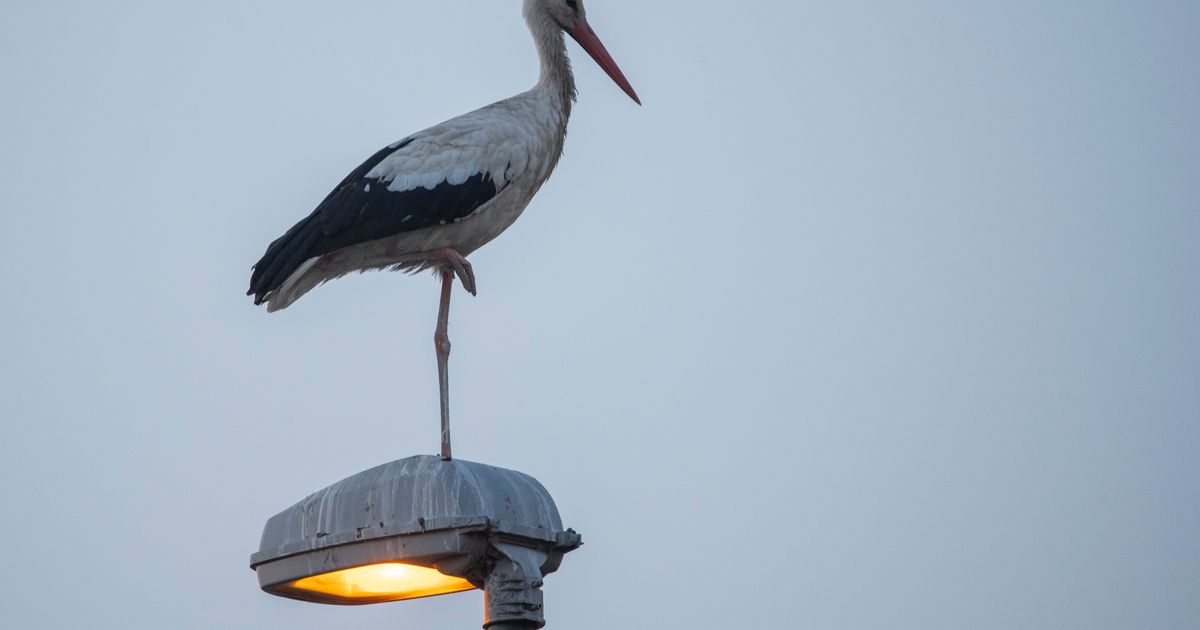 "Sada je na sigurnom" Roda koja je stala ispred ikone postala hit na mrežama, a sada je otkrivena i CELA PRIČA